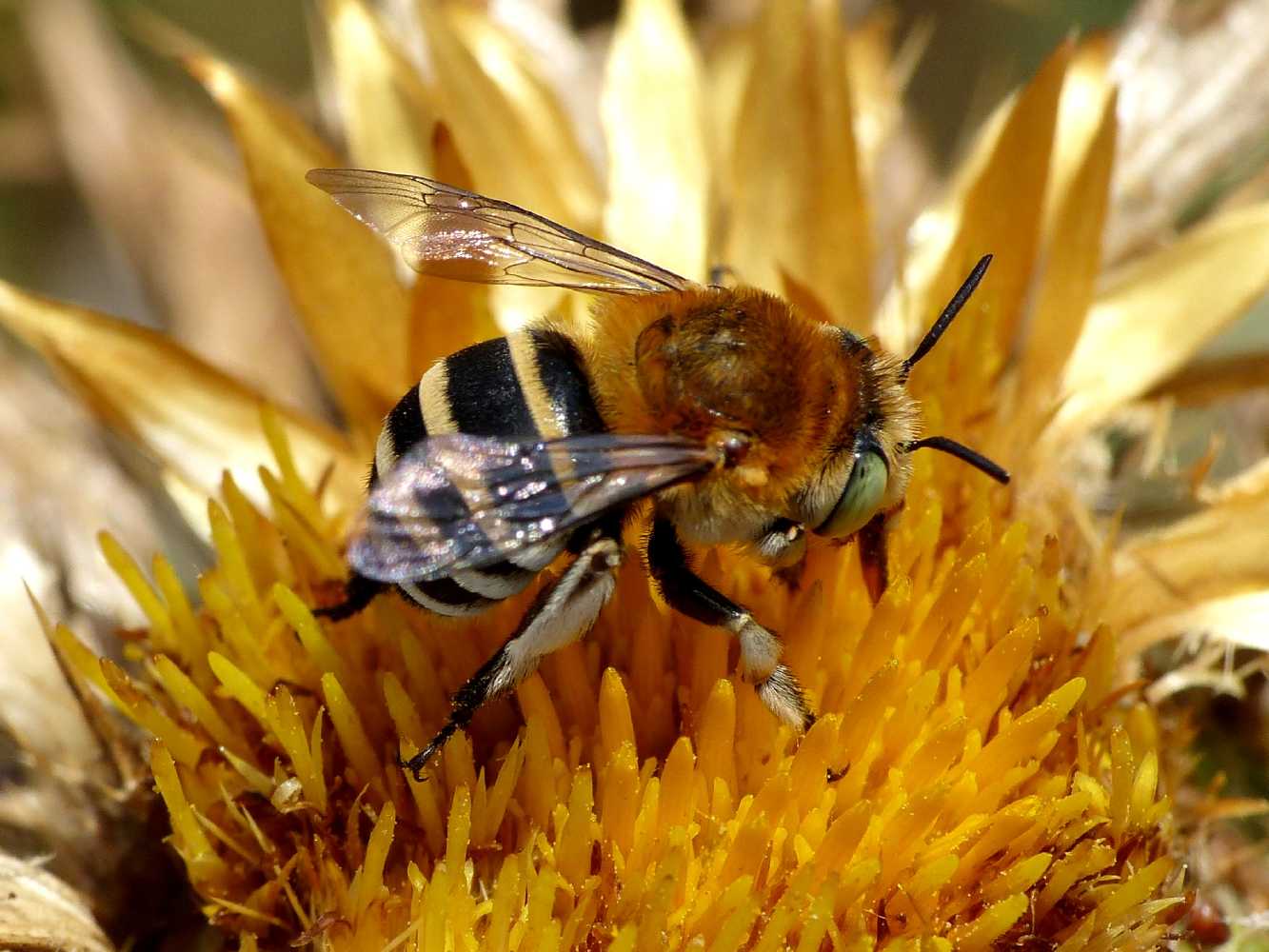 Amegilla sp.